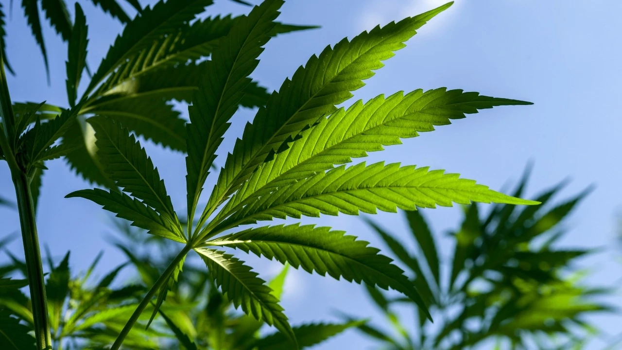 เผยวิธีตรวจค่า THC ในกัญชาว่าเกิน 0.2% หรือไม่ จะต้องทำยังไง