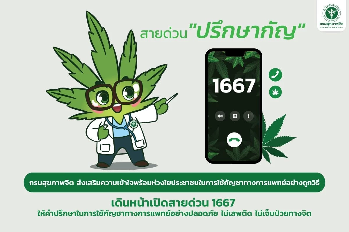 “กรมสุขภาพจิต” เปิดสายด่วน ปรึกษากัญ 1667 ให้คำปรึกษาใช้กัญชาอย่างปลอดภัย