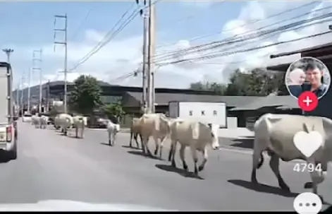 แห่แชร์คลิปฝูงวัวเดินสบายใจบนถนนเมืองยะลา ชาวเน็ตบอกนึกว่าประเทศอินเดีย