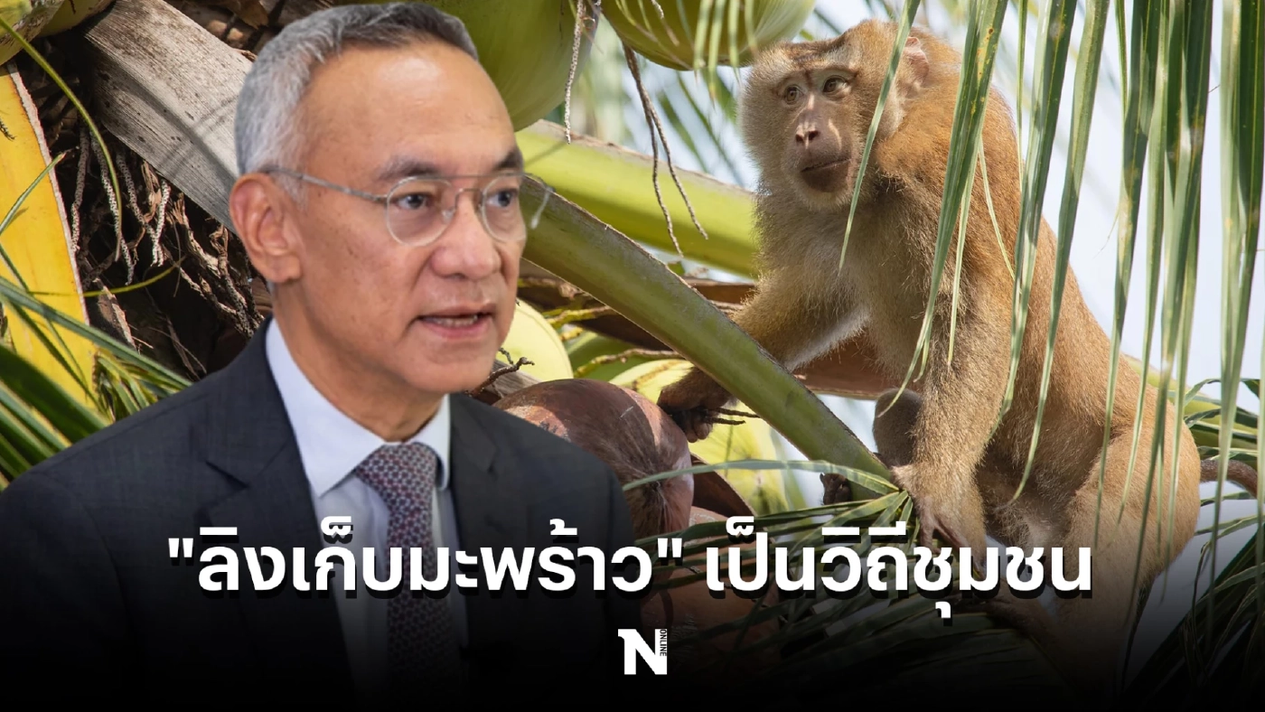 DITP แจงปมใช้ "ลิงเก็บมะพร้าว" ย้ำเป็นวิถีชุมชน ยัน Walmart ไม่ได้แบนกะทิไทย