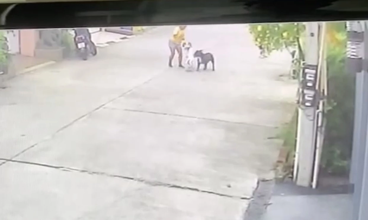 อีกแล้ว! สุนัขขย้ำหนูน้อยชาวต่างชาติ เย็บ 200 เข็ม ยังอยู่ไอซียู