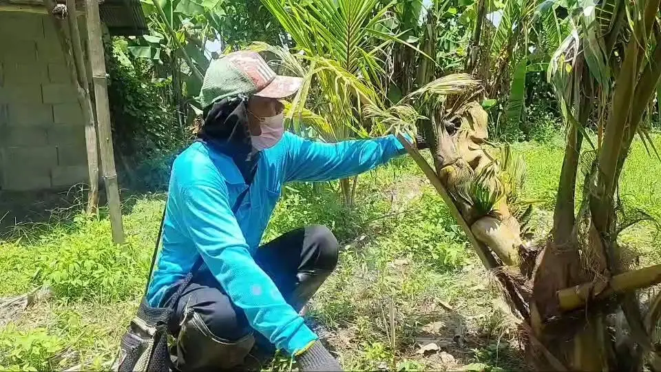 'พญานาค' ตระหง่าน กลางสวนมะพร้าว  ใกล้โบราณสถานบ้านร่องไฮ