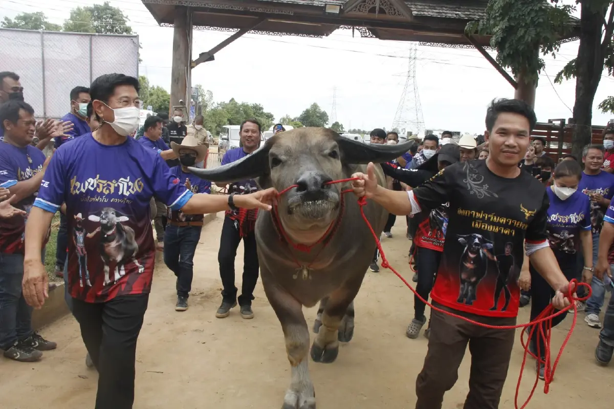 ผู้ว่าฯ พิษณุโลก เป็นสักขีพยาน ต้อนรับ "เพชรลำโขง" ควายไทย ค่าตัว 7 ล้าน