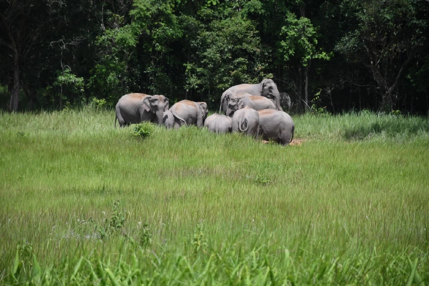 ช้างป่ายั่ว ๆ จ้า เพจอุทยานแห่งชาติเขาใหญ่ โชว์ภาพฝูงช้างกินดินโป่งอวด นทท.
