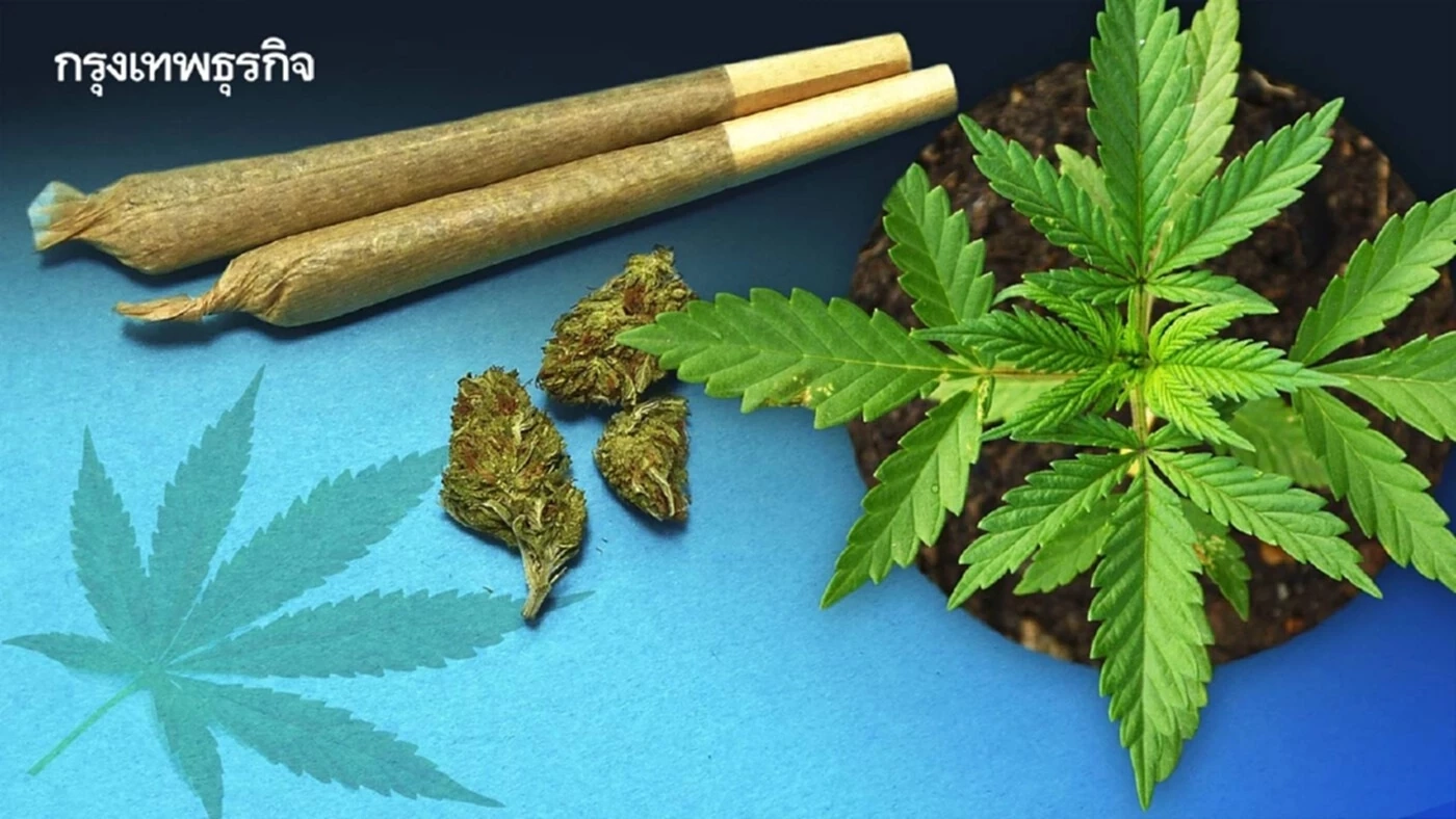 เผยวิธีตรวจค่า THC ในกัญชาว่าเกิน 0.2% หรือไม่ จะต้องทำยังไง
