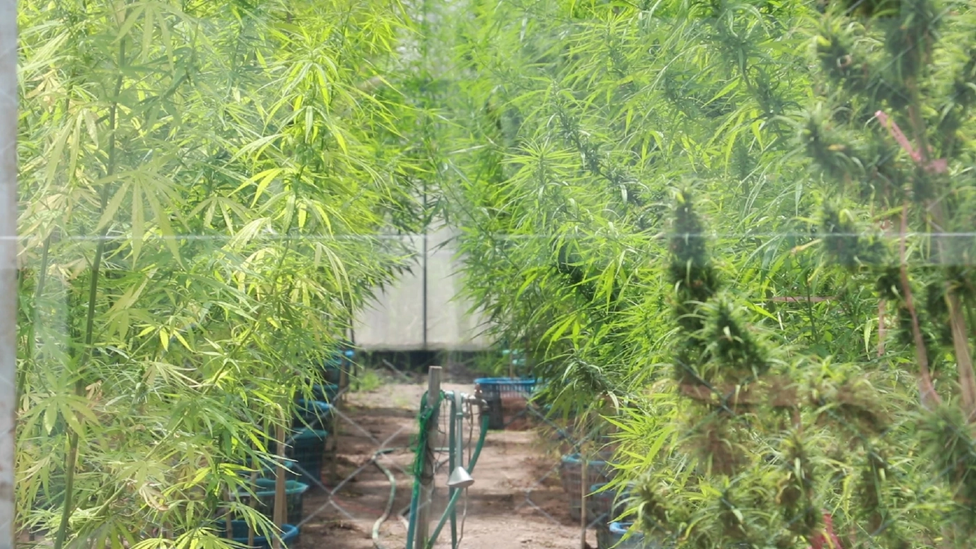 วิสาหกิจปลูกกัญชาท้อปลดล็อกไม่เอื้อเหตุรายละเอียดขั้นตอนเยอะ