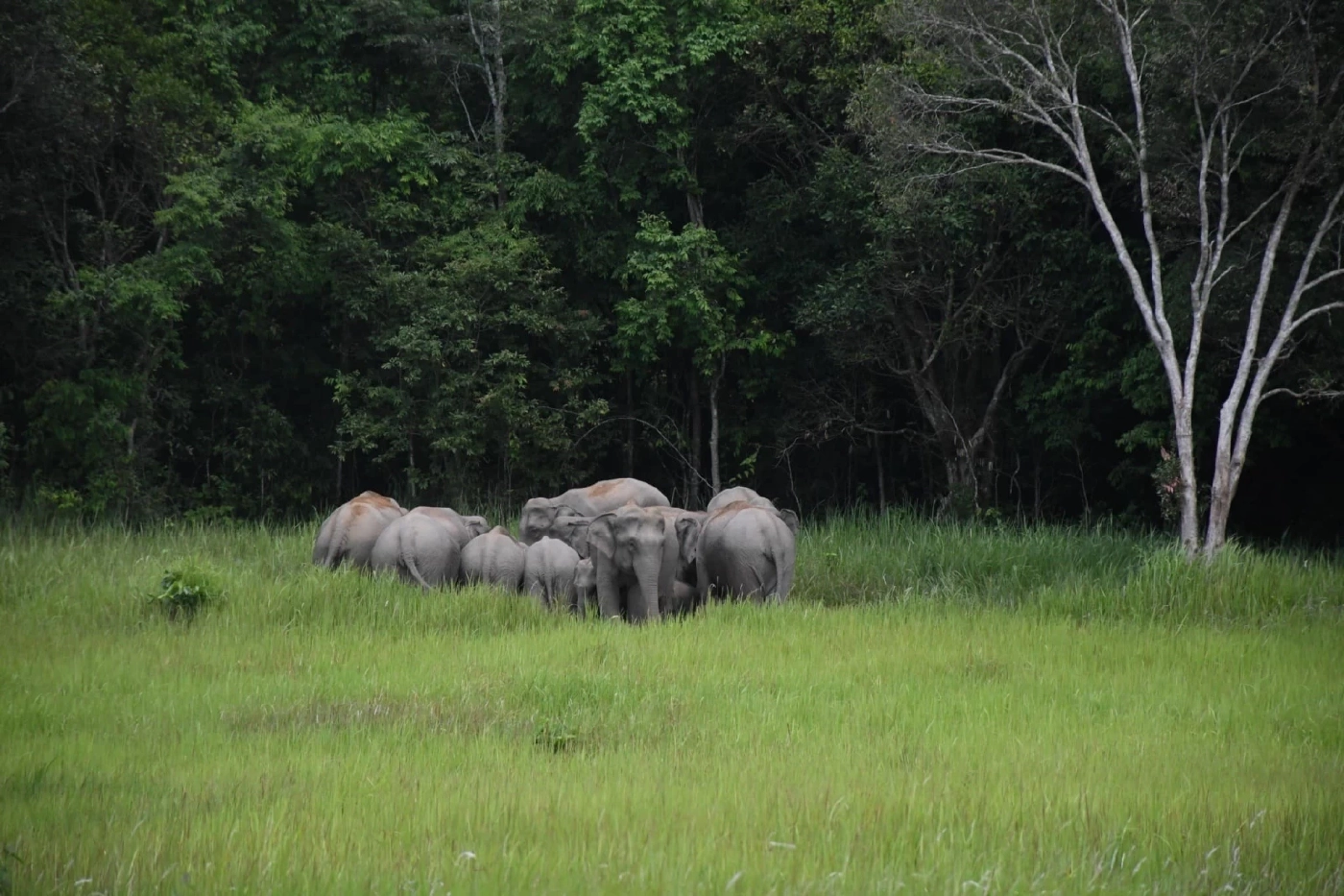 ช้างป่ายั่ว ๆ จ้า เพจอุทยานแห่งชาติเขาใหญ่ โชว์ภาพฝูงช้างกินดินโป่งอวด นทท.