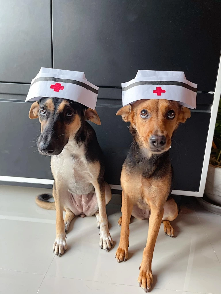 “บูม หมูทะ” ฟาดเพจดังหากินกับสัตว์ ดึงสติคนบริจาคอย่าเครื่องมือคนใจร้าย