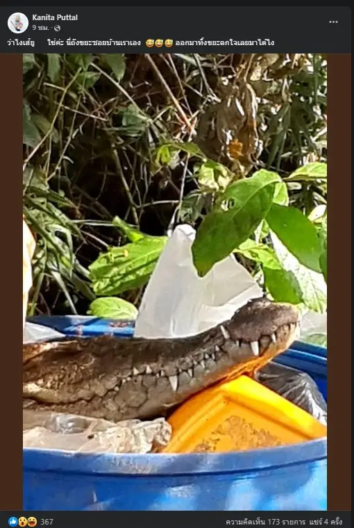 ภาพหัวจระเข้ถูกทิ้งในถังขยะ