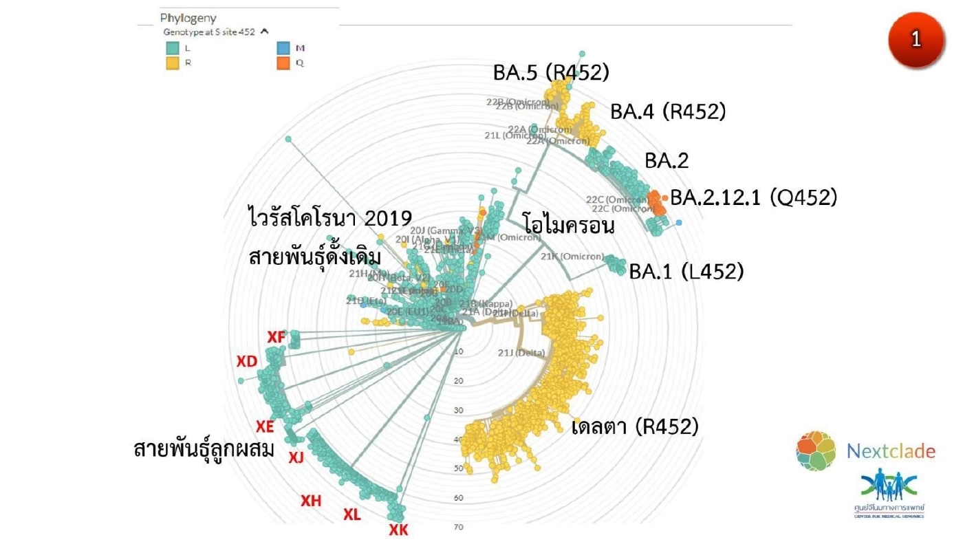 วงการแพทย์กังวล หลัง โอมิครอน BA.4- BA.5  แพร่ระบาดได้ดีกว่า BA.2.12.1