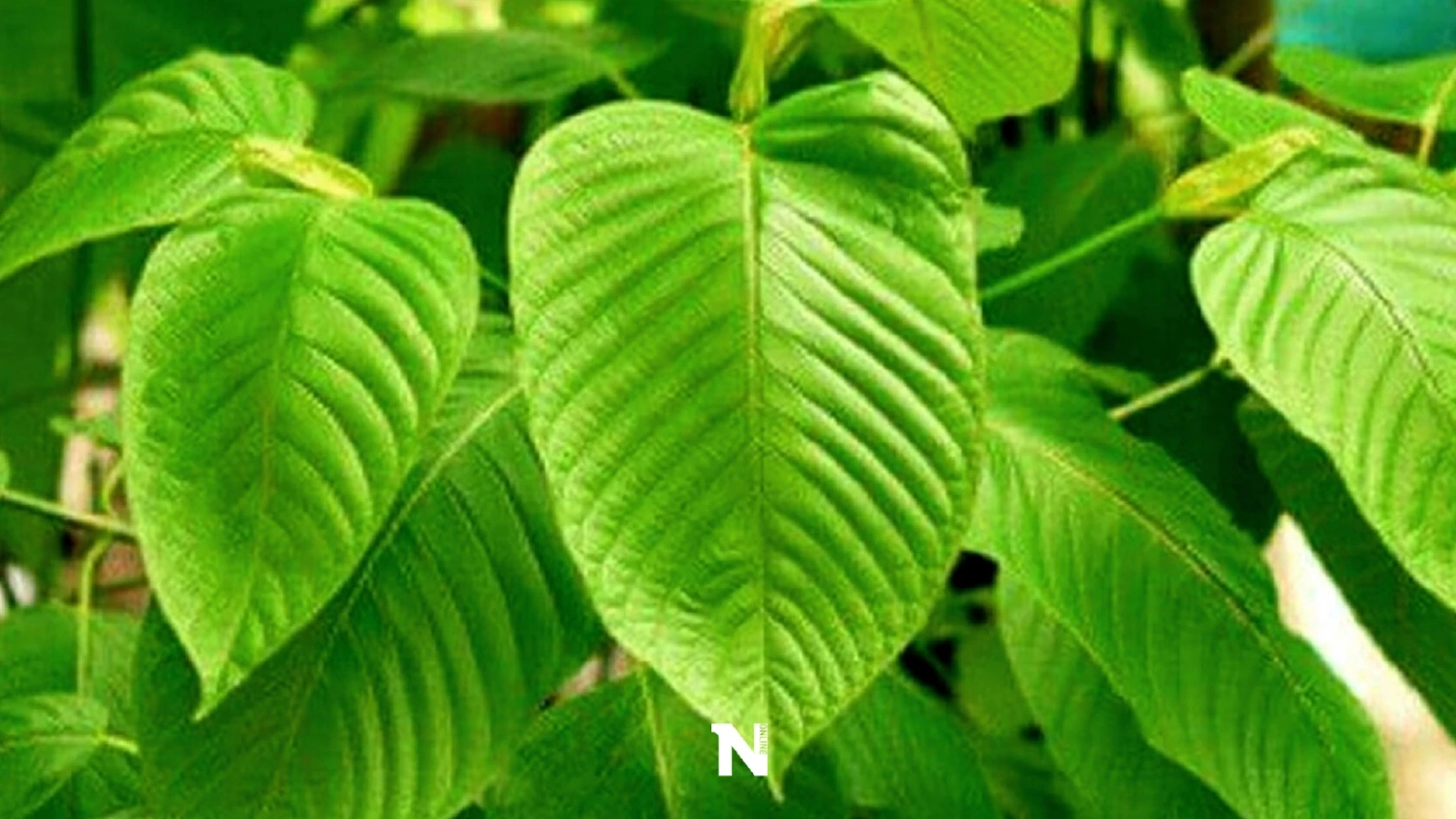 "ทิชา" ถาม ปล่อยกัญชาเสรี ใครรับผิดชอบ ผลกระทบเด็กเยาวชน-สังคมไทย