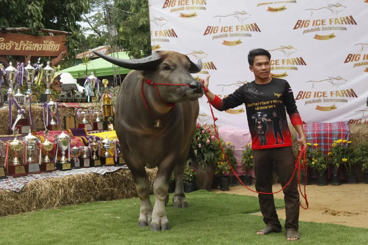 ผู้ว่าฯ พิษณุโลก เป็นสักขีพยาน ต้อนรับ "เพชรลำโขง" ควายไทย ค่าตัว 7 ล้าน