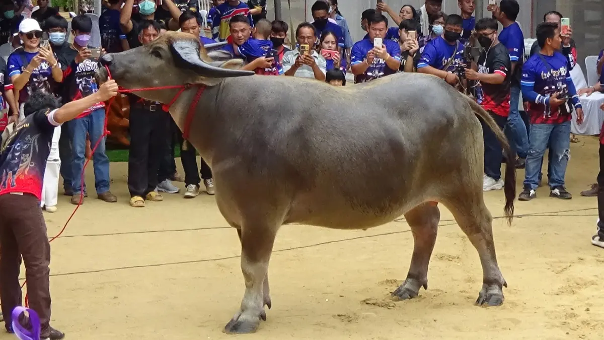 ผู้ว่าฯ พิษณุโลก เป็นสักขีพยาน ต้อนรับ "เพชรลำโขง" ควายไทย ค่าตัว 7 ล้าน