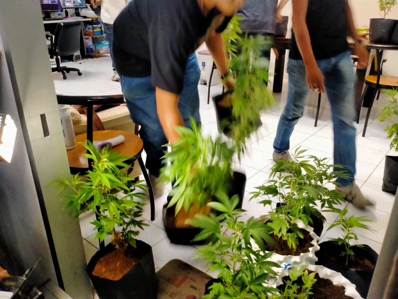 รองผบ.ตร.เคลียร์ชัด กฎหมายปลดล็อก“กัญชา”