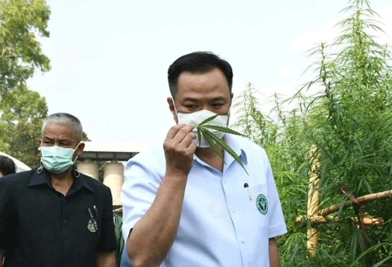 ส่องหลักเกณฑ์เปิด “เสรีกัญชา” 9 มิ.ย. นี้ อะไรทำได้ ทำไม่ได้บ้าง ?