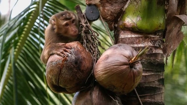 DITP แจงปมใช้ "ลิงเก็บมะพร้าว" ย้ำเป็นวิถีชุมชน ยัน Walmart ไม่ได้แบนกะทิไทย