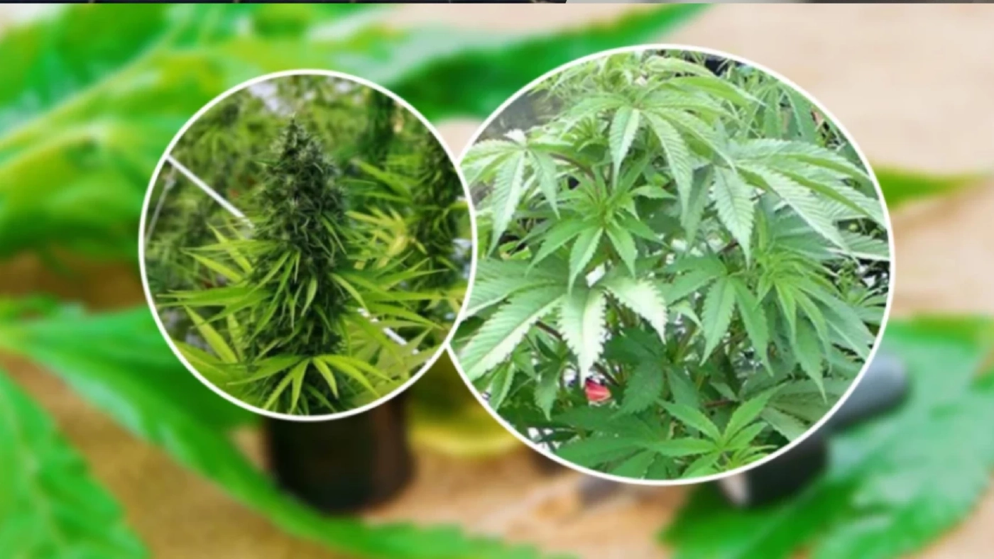 อึ้ง เปิดมูลค่าอุตสาหกรรม"กัญชา"ในตลาดโลก มีผลถึงคนไทยอย่างไรในระยะยาว