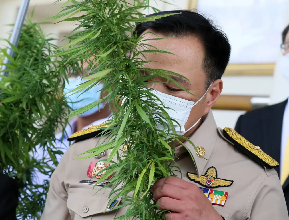 “ศรีสุวรรณ” ขอบคุณรัฐบาลทำตามสัญญาให้ – ปลูก – เสพ - สูบกัญชา แต่มิควรเสรี100%