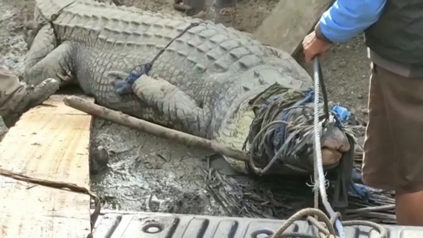 ชาวบ้านอินโดฯ จับจระเข้ด้วยเชือกเส้นเดียว (มีคลิป)