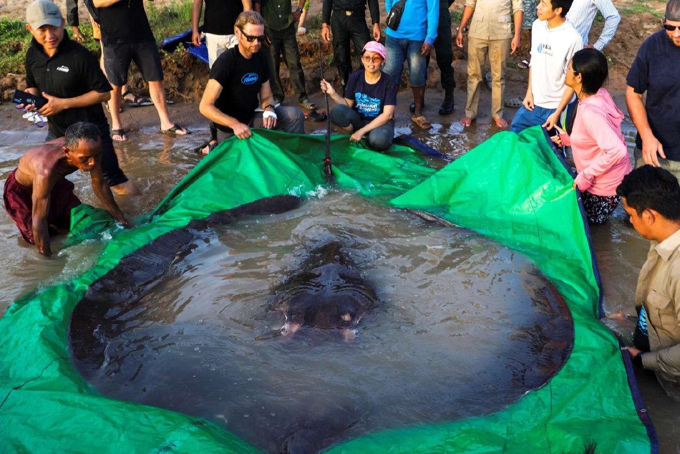 พบกระเบนน้ำจืดใหญ่ที่สุดในโลกที่กัมพูชา
