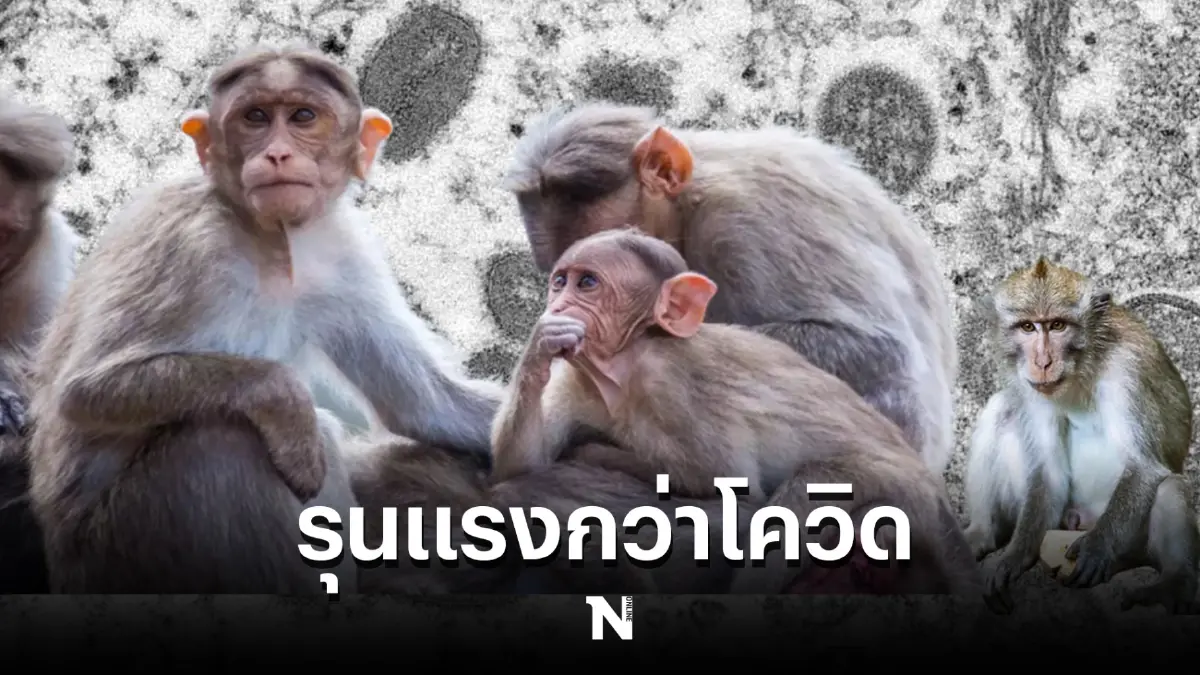 WHO เปิดรายงาน "ฝีดาษลิง" ระบาดหนัก แพร่ 2 สายพันธุ์พร้อมกัน รุนแรงกว่าโควิด