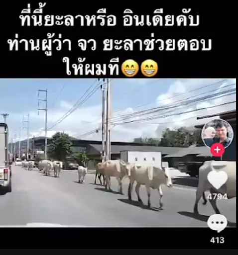 แห่แชร์คลิปฝูงวัวเดินสบายใจบนถนนเมืองยะลา ชาวเน็ตบอกนึกว่าประเทศอินเดีย