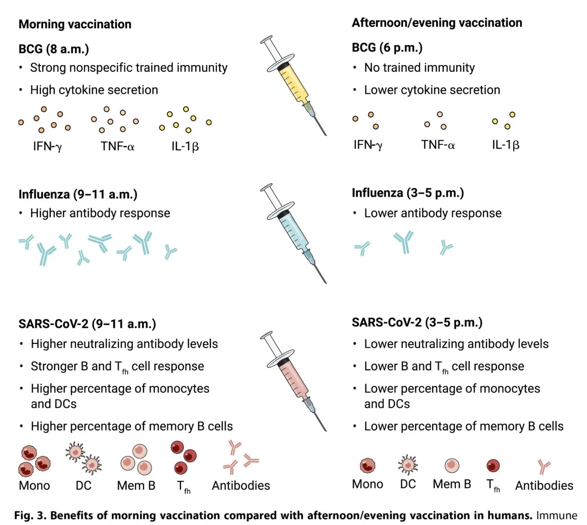 หมอธีระ เปิดงานวิจัยสหรัฐฯ "โควิด"ทำลายระบบใด พร้อมช่วงเวลาเหมาะฉีดวัคซีน