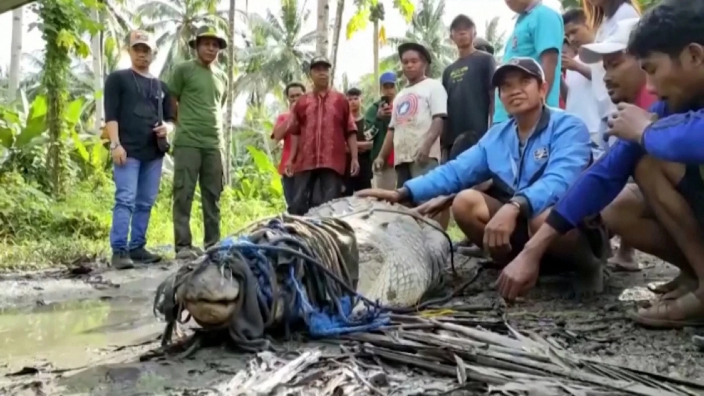 ชาวบ้านอินโดฯ จับจระเข้ด้วยเชือกเส้นเดียว (มีคลิป)