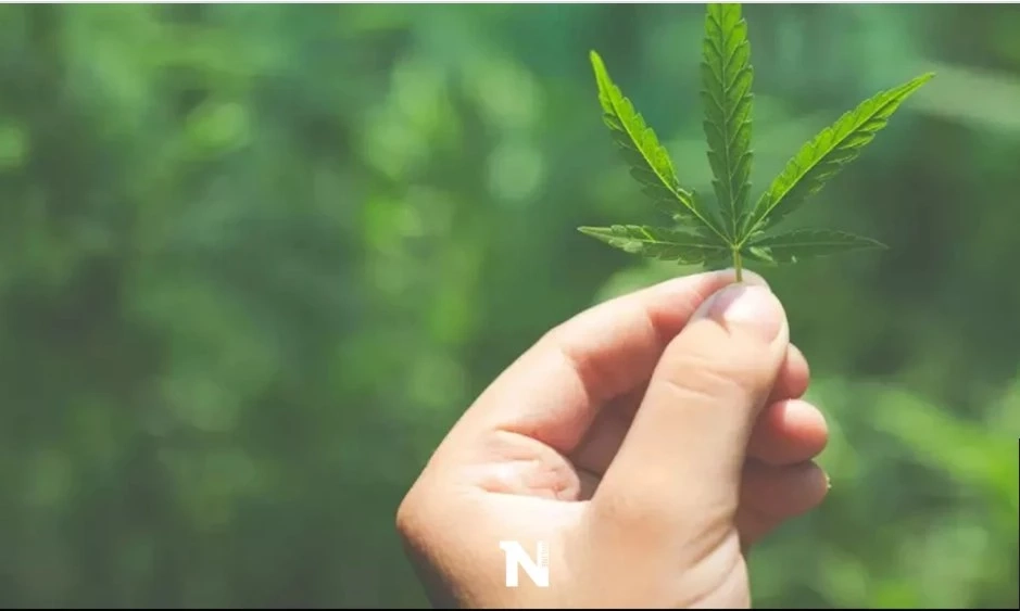 อึ้ง เปิดมูลค่าอุตสาหกรรม"กัญชา"ในตลาดโลก มีผลถึงคนไทยอย่างไรในระยะยาว