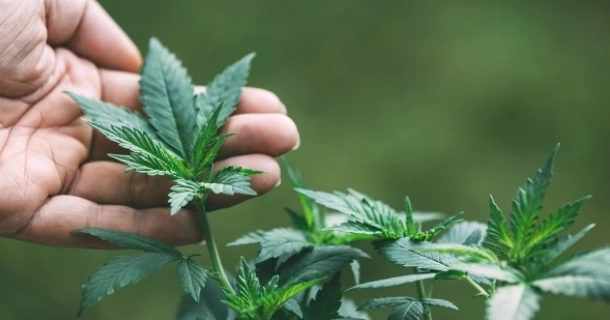 ส่องหลักเกณฑ์เปิด “เสรีกัญชา” 9 มิ.ย. นี้ อะไรทำได้ ทำไม่ได้บ้าง ?