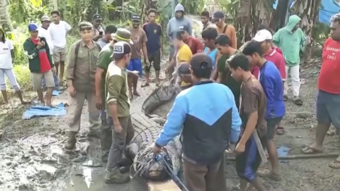 ชาวบ้านอินโดฯ จับจระเข้ด้วยเชือกเส้นเดียว (มีคลิป)