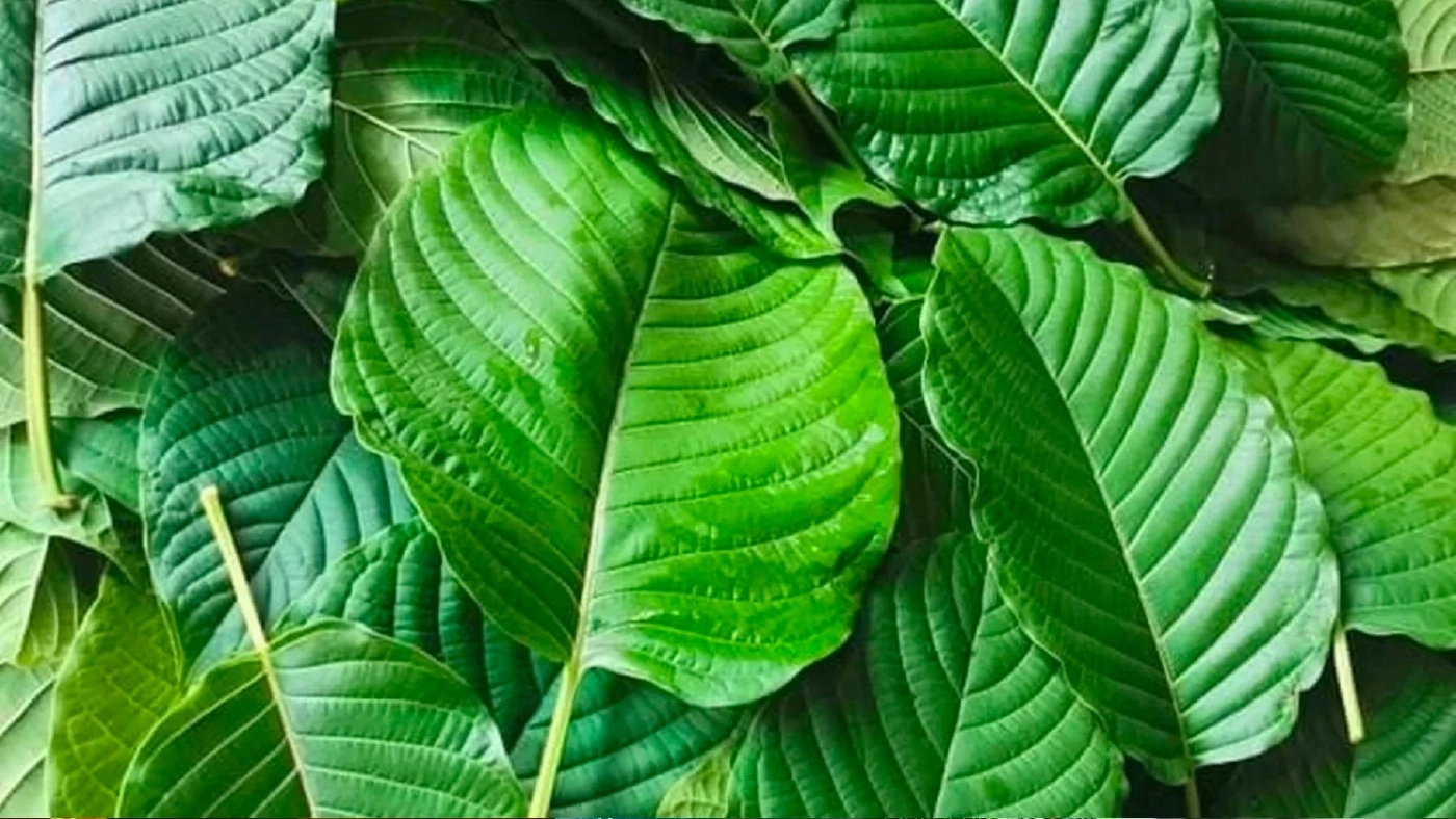 พืชกระท่อมที่ได้รับปลดล็อกพ้นบัญชียาเสพติด