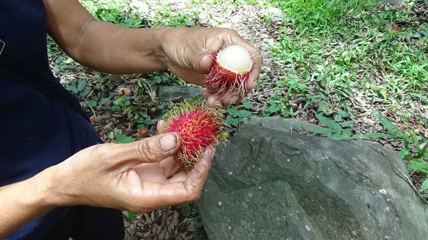 อดีตข้าราชการปลูกเงาะปลอดสารพิษผลผลิตไม่พอขาย