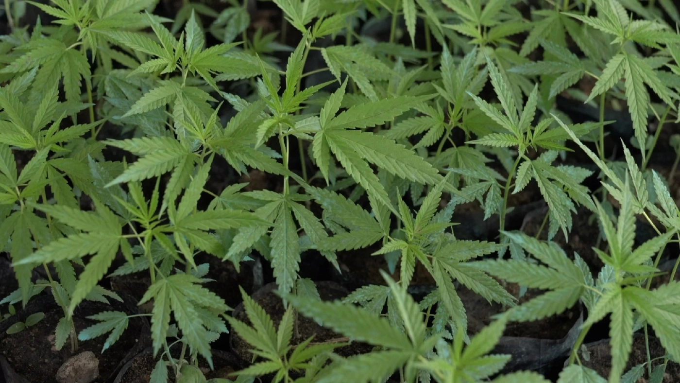 สำนักพืชเศรษฐกิจขอนแก่น หนุนเกษตรกรปลูกกัญชาสายพันธุ์ดี