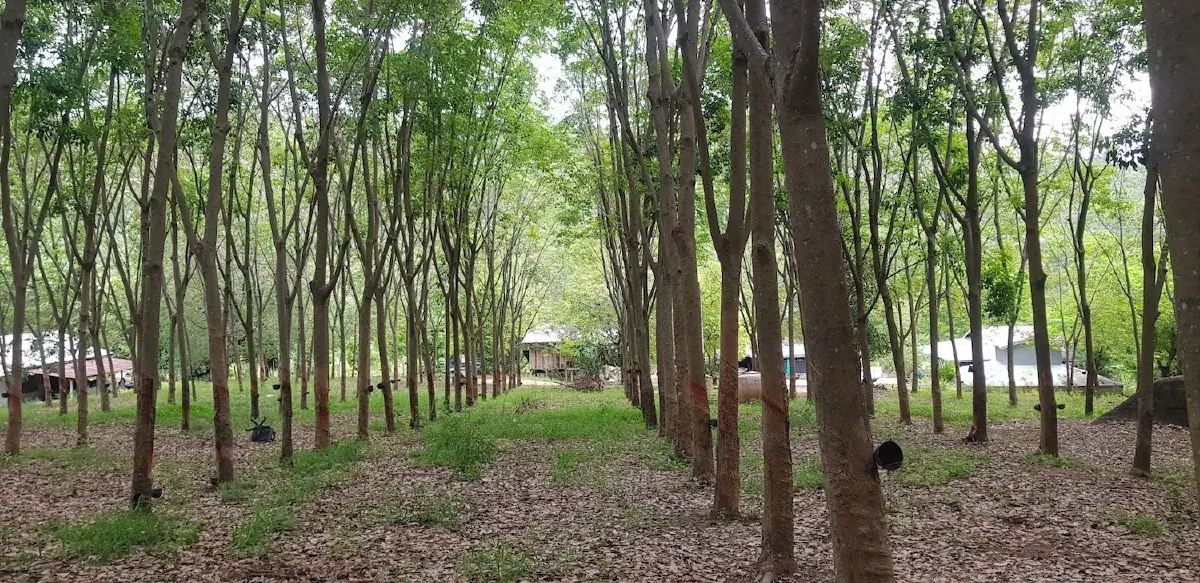 จับตา Carbon Credit  สร้างรายได้ที่ยั่งยืน ชาวสวนยางยุคดิจิทัล