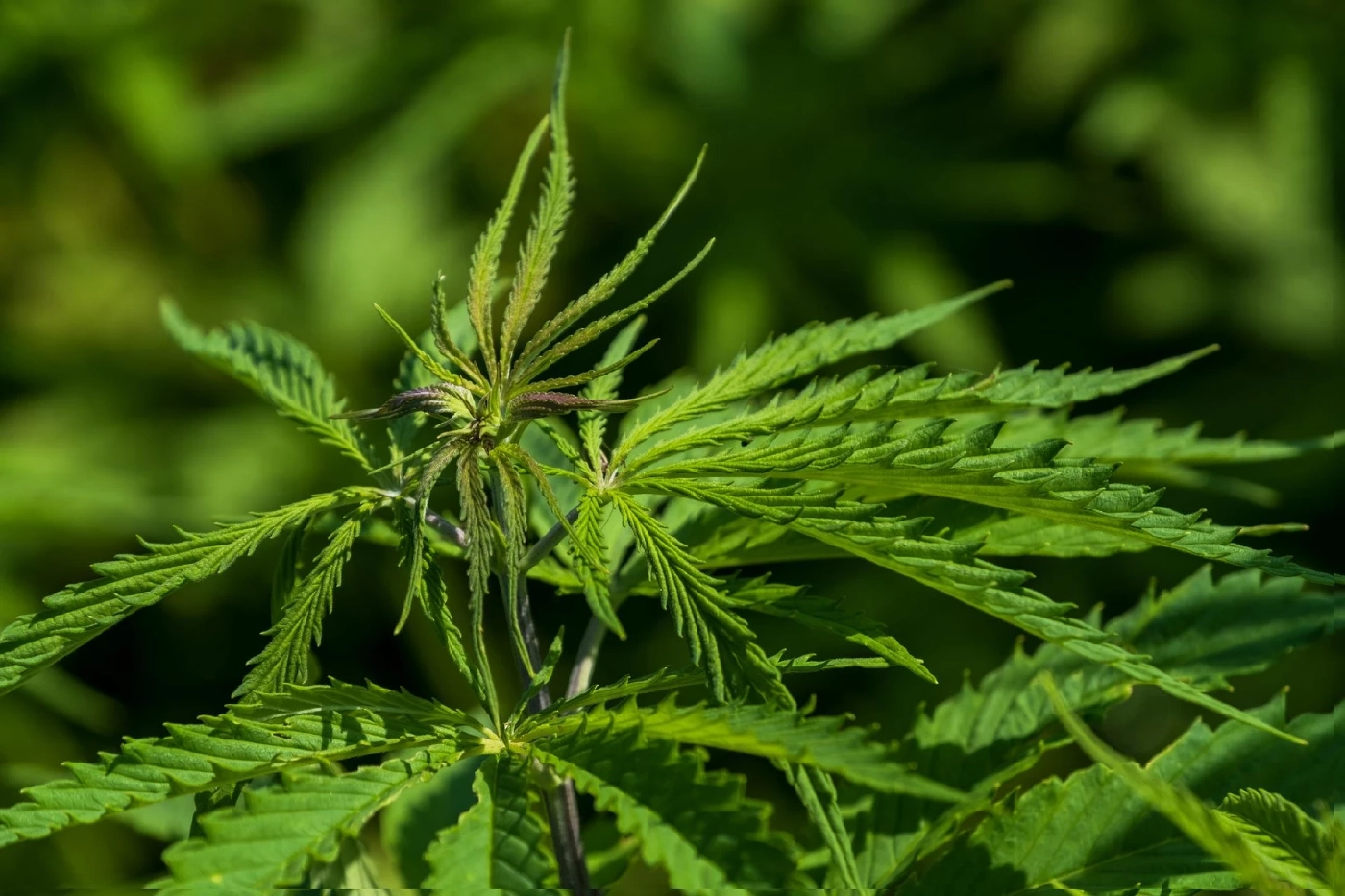 อนุทิน เคลียร์ ชัชชาติ เคสเสียชีวิตไม่ใช่จากกัญชา ย้ำ สธ. คุมเข้มการใช้กัญชา