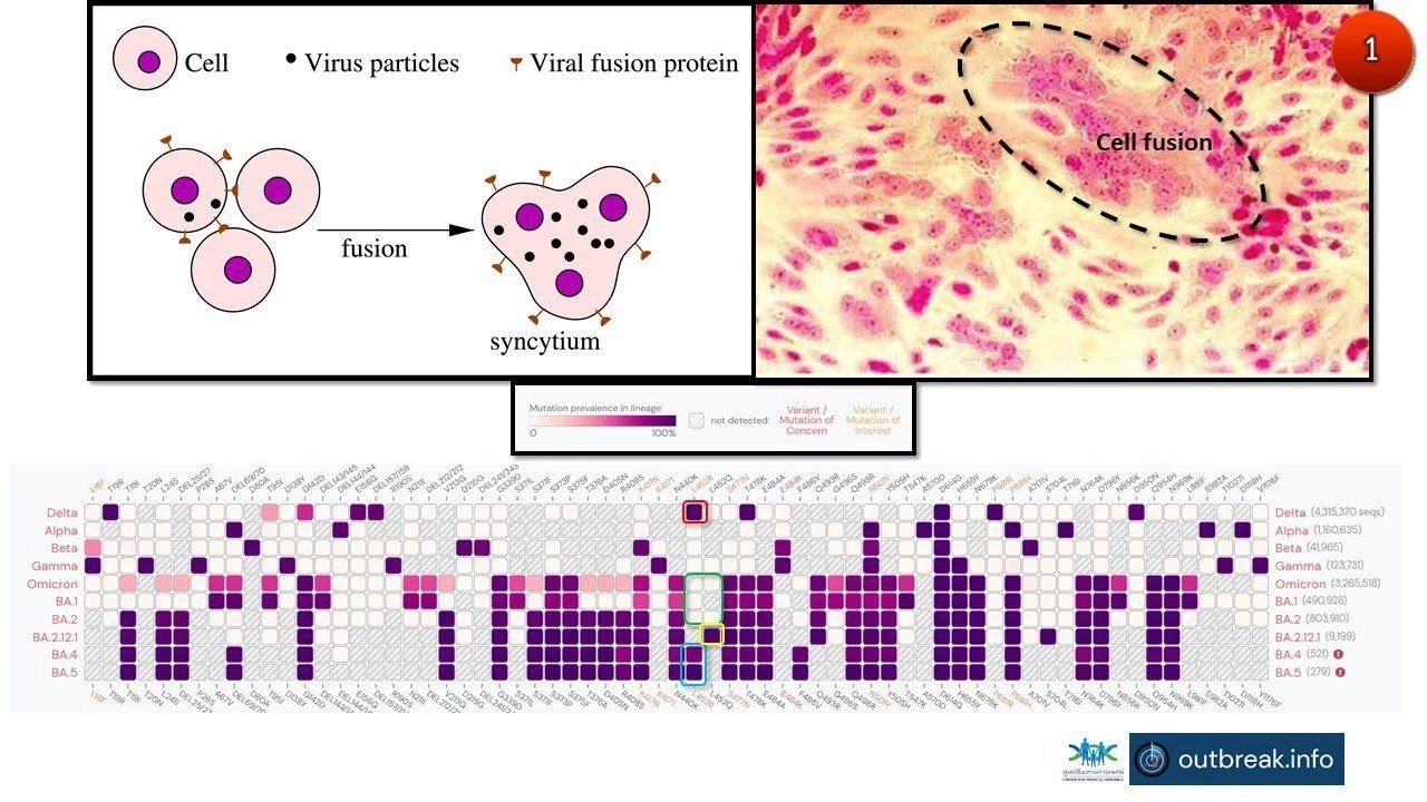 วงการแพทย์กังวล หลัง โอมิครอน BA.4- BA.5  แพร่ระบาดได้ดีกว่า BA.2.12.1
