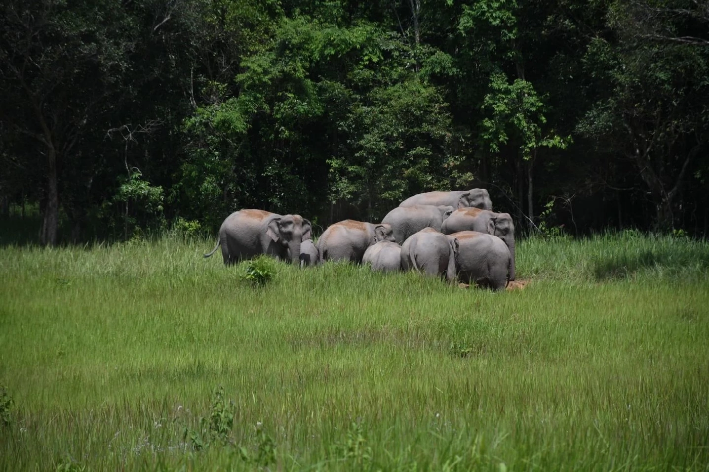 ช้างป่ายั่ว ๆ จ้า เพจอุทยานแห่งชาติเขาใหญ่ โชว์ภาพฝูงช้างกินดินโป่งอวด นทท.
