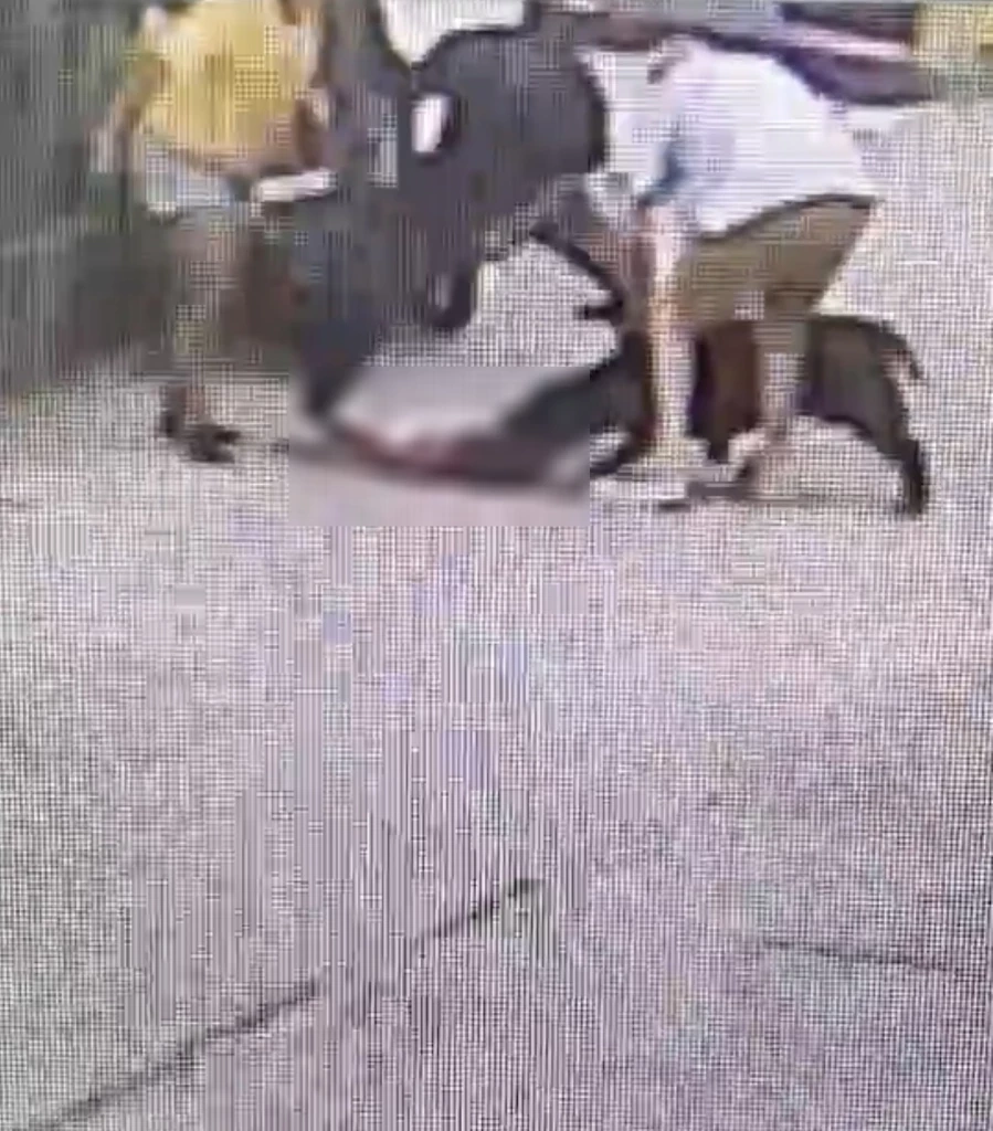 อีกแล้ว! สุนัขขย้ำหนูน้อยชาวต่างชาติ เย็บ 200 เข็ม ยังอยู่ไอซียู