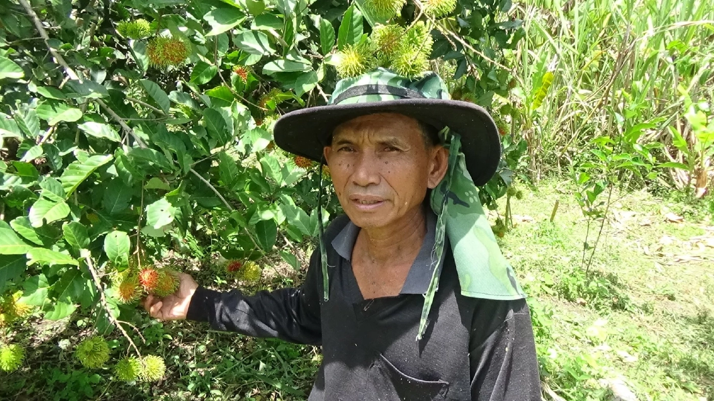 อดีตข้าราชการปลูกเงาะปลอดสารพิษผลผลิตไม่พอขาย