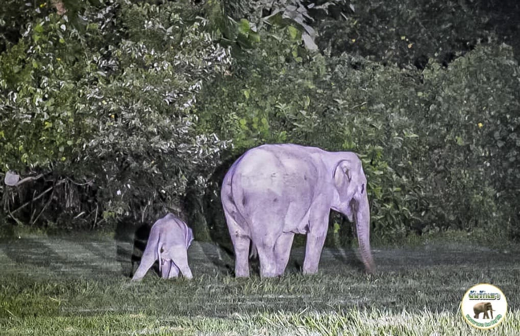 น่ารักปุยมุ้ย ช้างแม่ลูกหันก้นโชว์แฟนคลับ หลังถูกช่วยรอดจากตกท่อรีสอร์ต