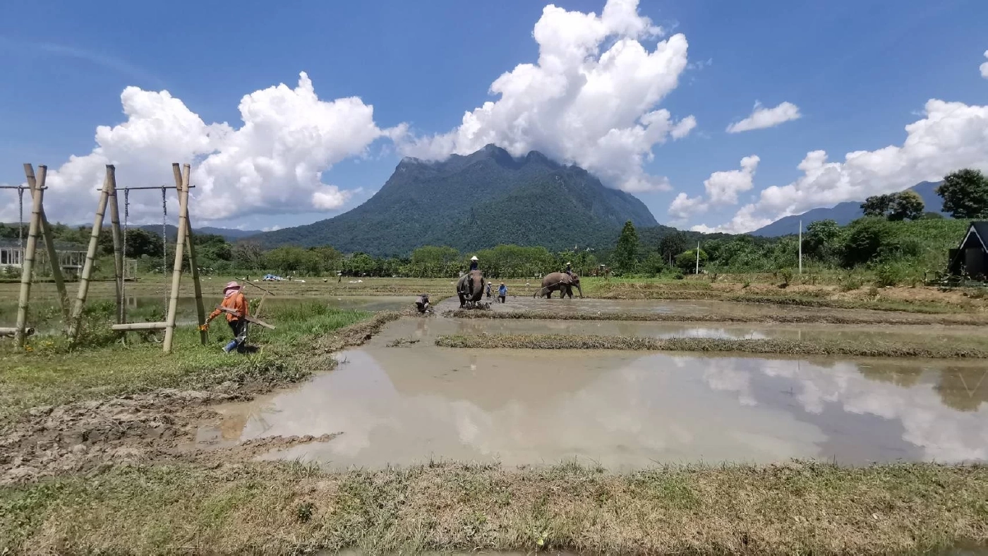 จ้างช้างไถนาค่าตัวเชือกละ1.5หมื่นบาท