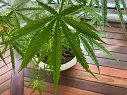 หมอ-ศิษย์เก่ารามาฯ 851 ราย เรียกร้องปิดสภาวะกัญชาเสรีในสภาวะสุญญากาศทันที