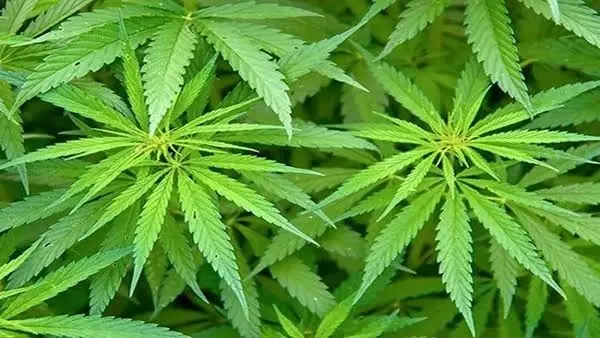 สมศักดิ์ เทพสุทิน เคาะแล้ว! กัญชา เกิน THC 0.2% คือยาเสพติด ‘จับได้ทันที’