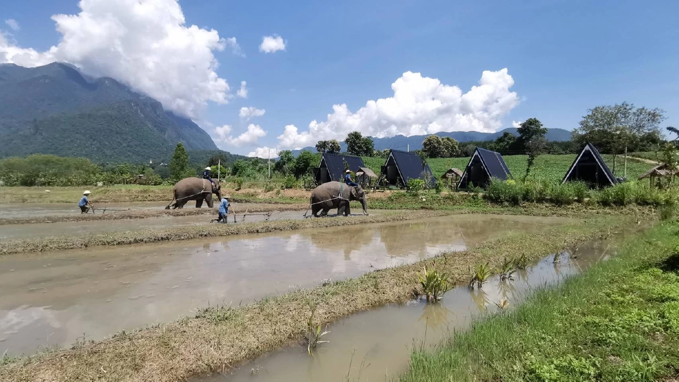 จ้างช้างไถนาค่าตัวเชือกละ1.5หมื่นบาท