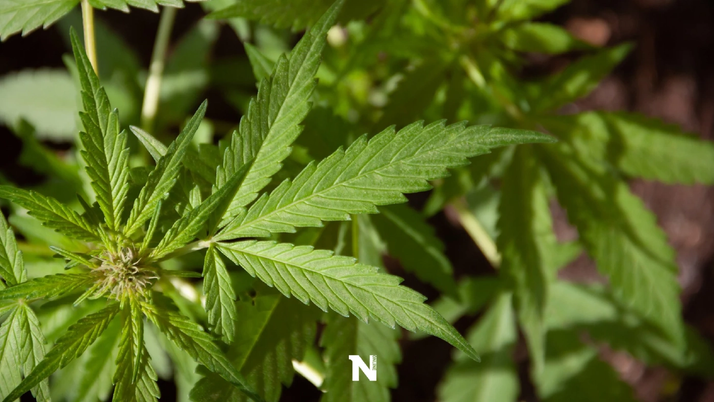 ชมรมเภสัชชนบท แถลงการณ์ จี้รัฐหยุดใช้กัญชาเสรีเกินขอบเขตทางการแพทย์