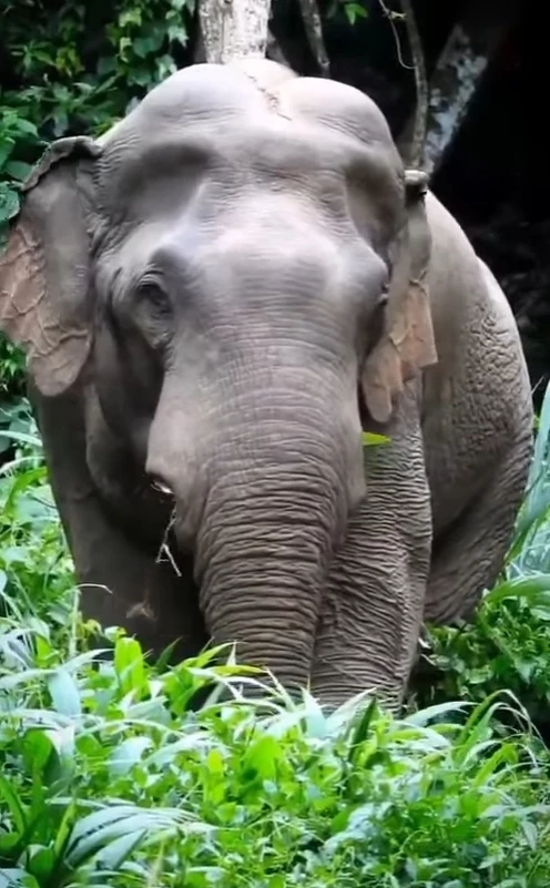 “พลายงาเดี่ยว” ปวดฟันออกมาขอความช่วยเหลือ  สภาพผอมลง งา 2 ข้างหลุดหาย