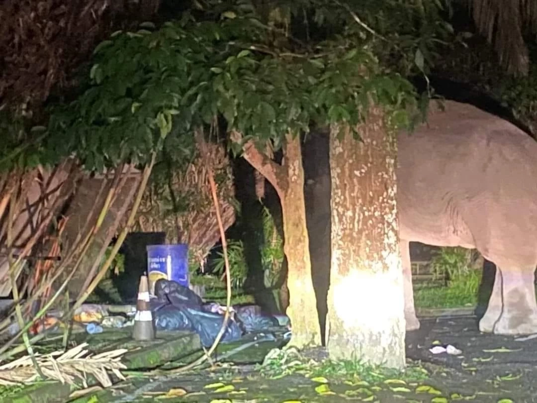 ไร้งาก็ซ่าได้ พลายเดี่ยวหลับ ย่องเงียบใช้งวงฟาด พลายนิ่ง ล้มคว่ำกลางดึก