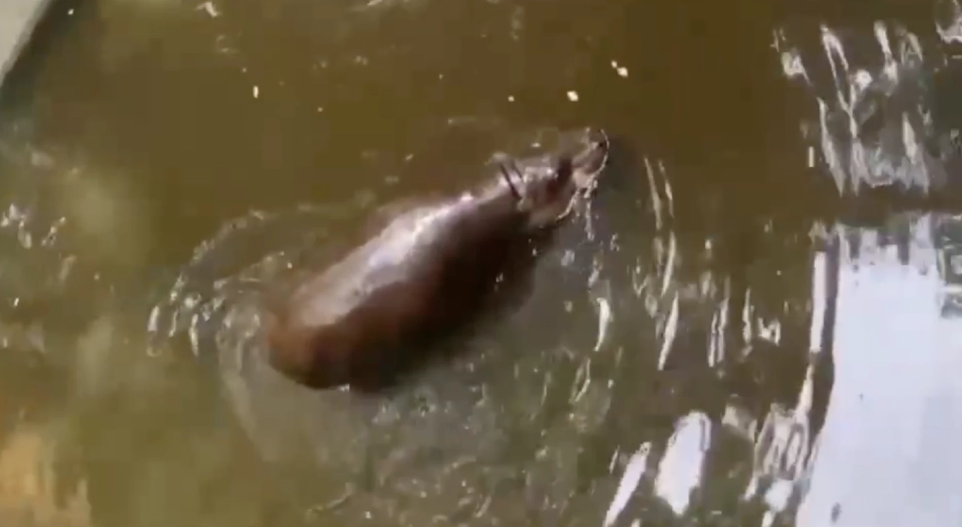 สุดน่ารัก"ฮิปโป"นอนแกล้งตายโชว์นักท่องเที่ยว