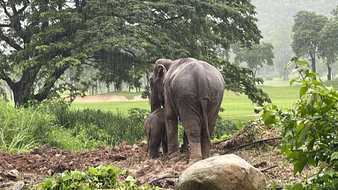 นาทีชีวิตช่วยแม่-ลูกช้างป่าตกท่อระบายน้ำรีสอร์ท นครนายก